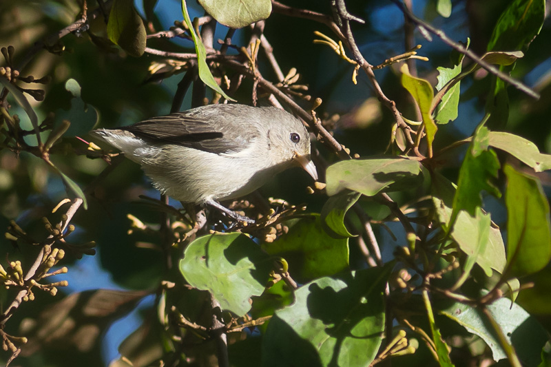 Geelsnavelhoningvogel